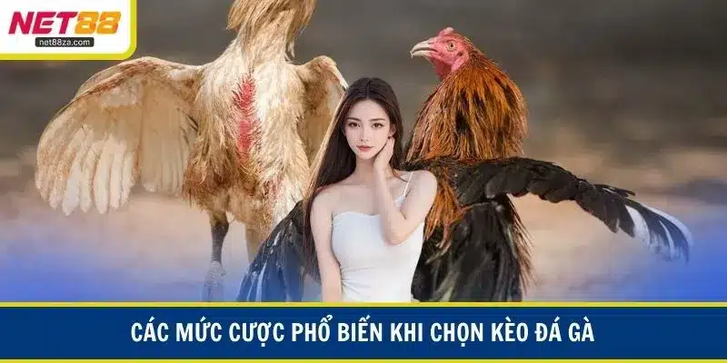 Các mức cược phổ biến khi chọn kèo đá gà